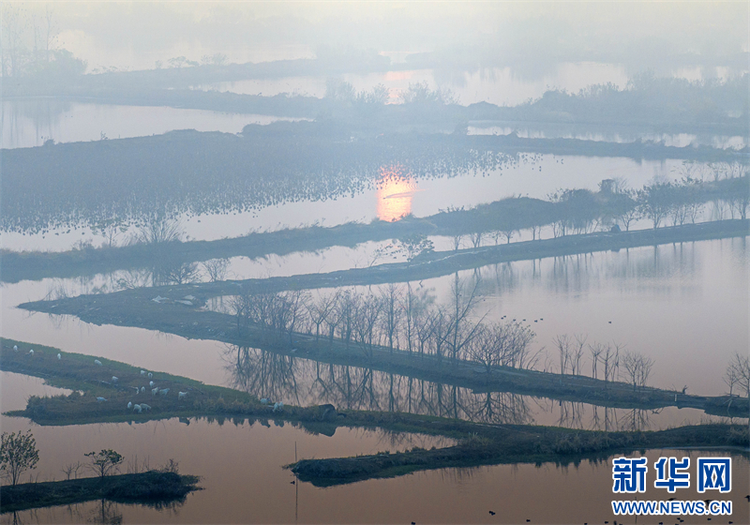 江苏兴化：湿地候鸟舞翩跹