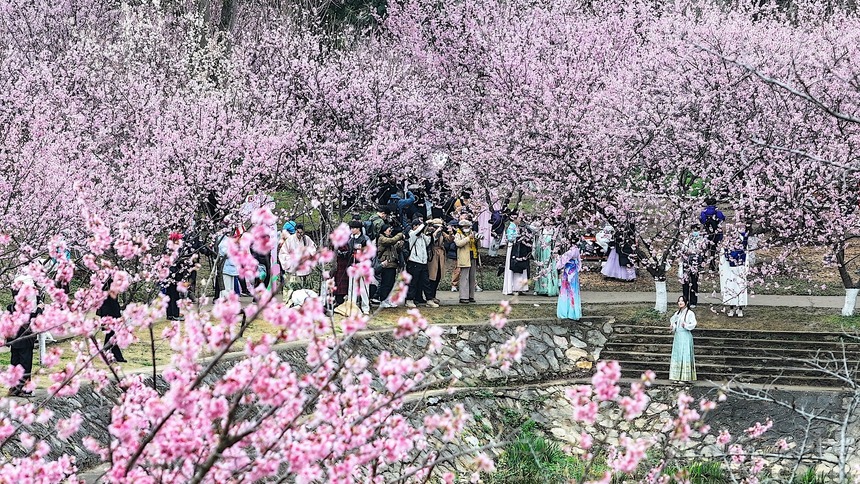 南京中山植物园迎来最美赏樱季