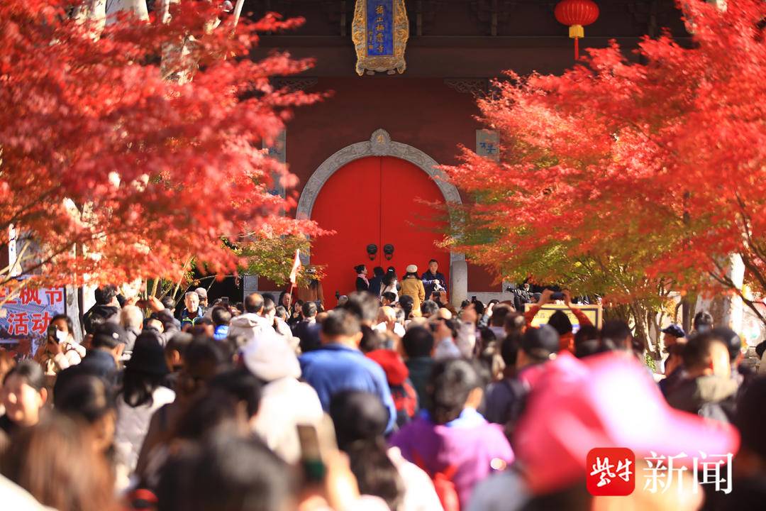 南京栖霞山、植物园红枫岗迎来最佳观赏期