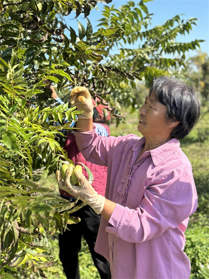 淮安市苏嘴镇北季村：金秋好“丰”景 碧根果进入采收期