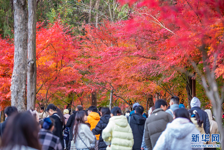 南京栖霞山的枫叶红了 美如油画