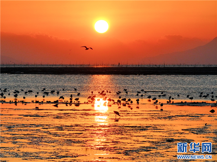 江苏连云港海州湾畔鸟儿欢