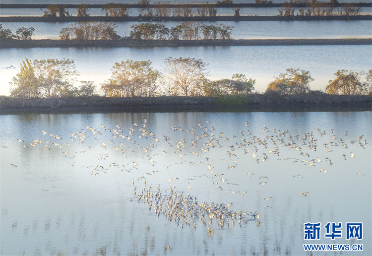 江苏兴化：生态湿地 候鸟乐园