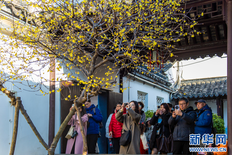 南京瞻园：蜡梅与古典园林绘就中式美学画卷