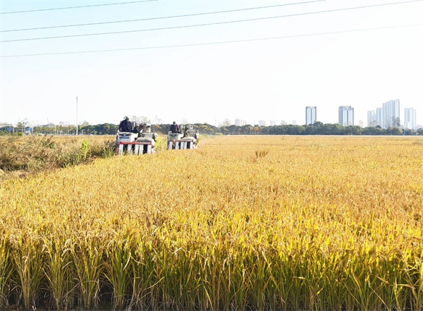 “桥”见“丰”景 淮安清江浦区苏北粮仓收割忙