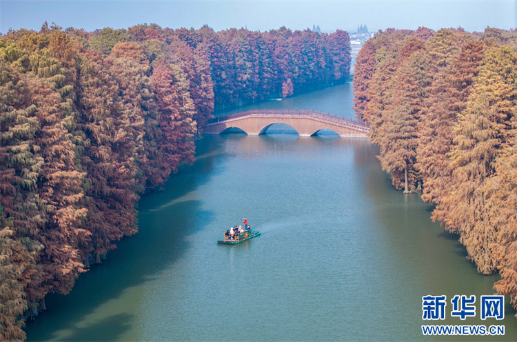 江苏兴化：水上森林冬景如画