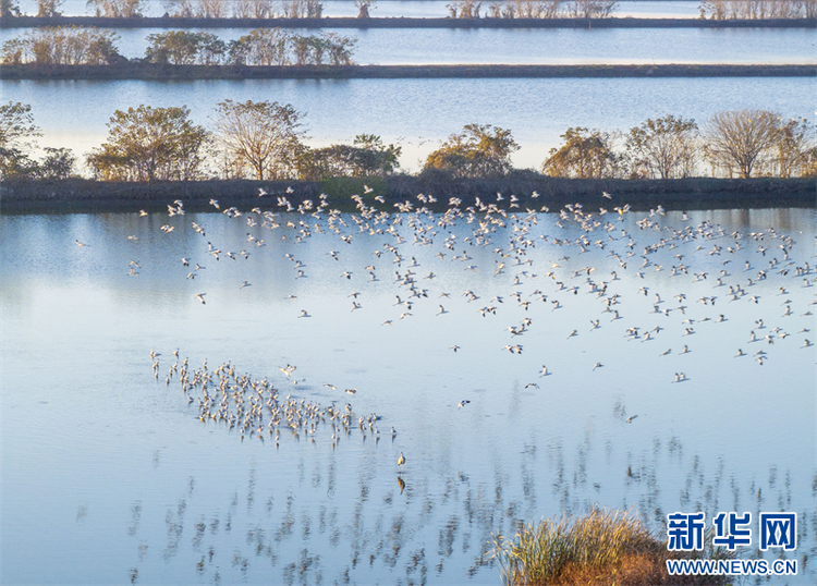 江苏兴化：生态湿地 候鸟乐园