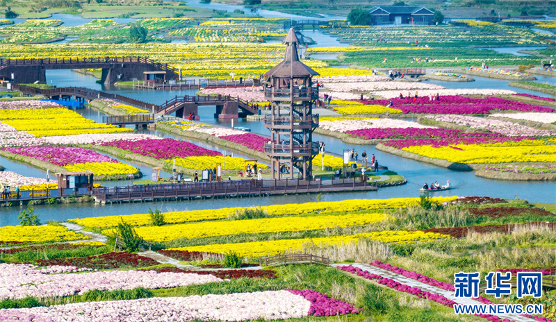 江苏兴化：菊花经济助力乡村振兴