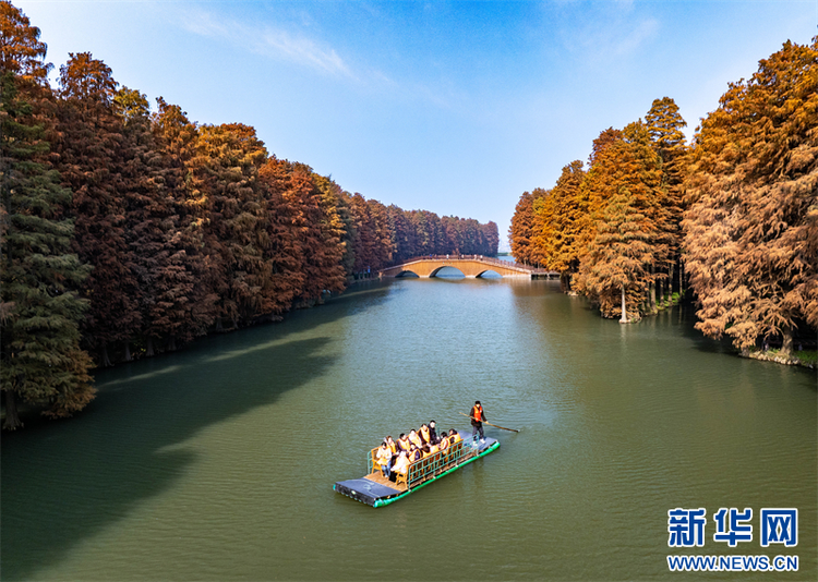 江苏兴化：水上森林冬景如画