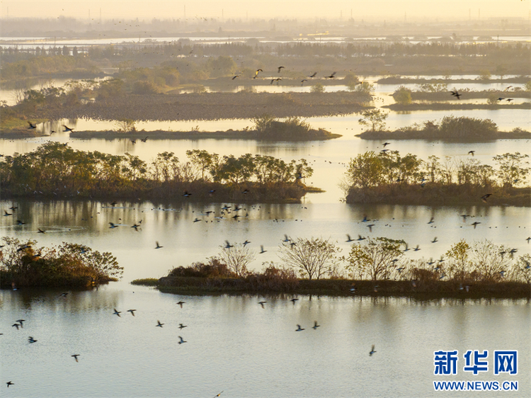 江苏兴化：生态湿地 候鸟乐园