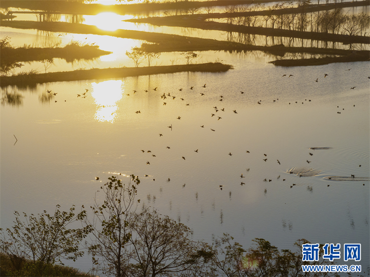 江苏兴化：生态湿地 候鸟乐园