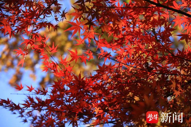 南京栖霞山、植物园红枫岗迎来最佳观赏期