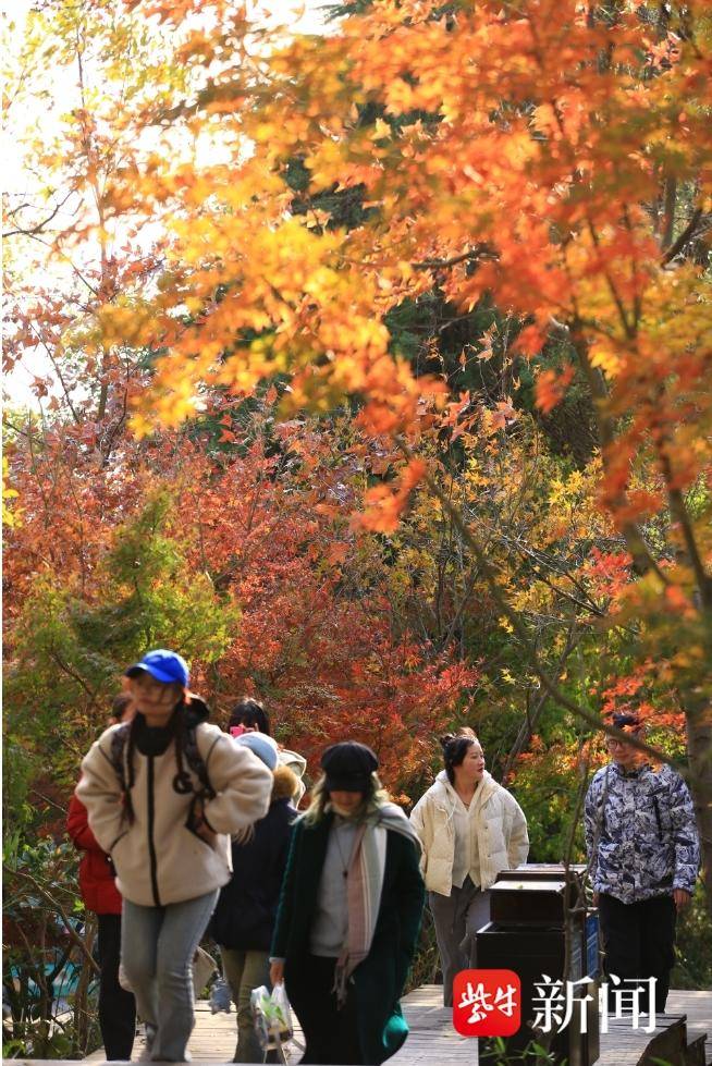 南京栖霞山、植物园红枫岗迎来最佳观赏期