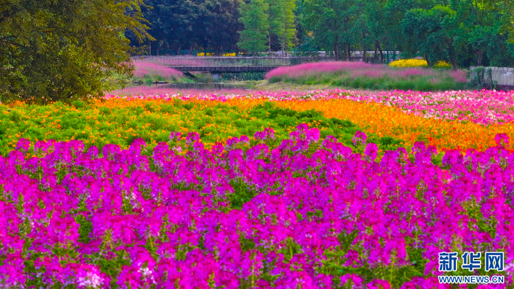 江苏宿迁：绚丽花海迎客来