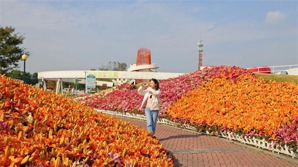 盐城大丰组织开展“花里大丰金秋红”主题文旅活动