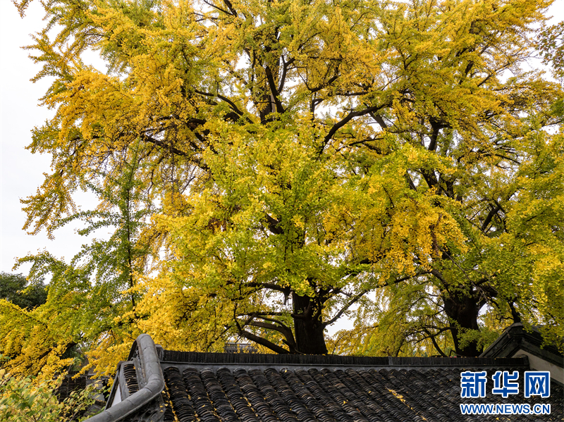 江苏扬州：银杏金黄醉游人