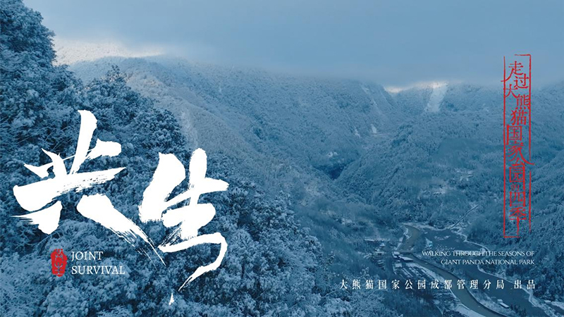 Promotional Film Joint Survival for the Giant Panda National Park Chengdu Section Officially Released_fororder_宣传片《共生》剧照海报1