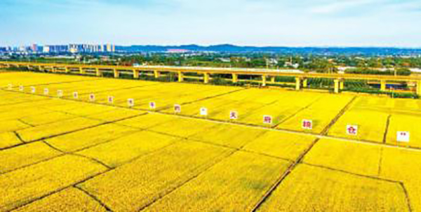 四川加快建设更高水平的“天府粮仓”