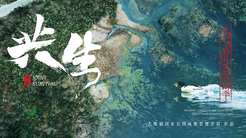 Promotional Film Joint Survival for the Giant Panda National Park Chengdu Section Officially Released_fororder_宣传片《共生》剧照海报4