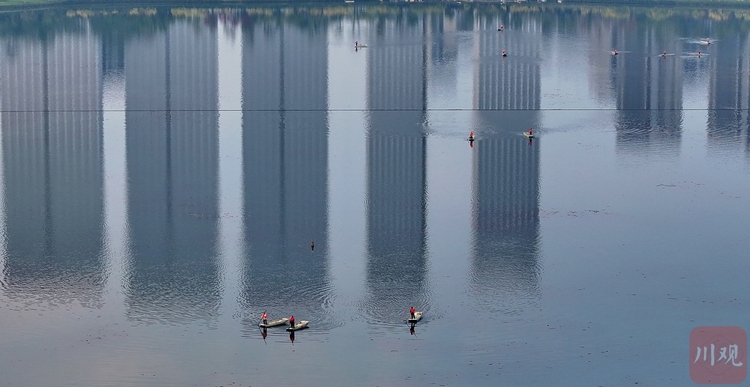 四川成都：怡心湖“美容师” 守护碧水清波成“风景”