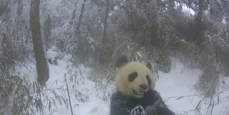 "Intelligent" Protection of the National Treasure: Ecological Conservation and Technological Advancements in the Chengdu Section of Giant Panda National Park_fororder_玩耍的大熊猫 供图-大熊猫国家公园成都管理分局