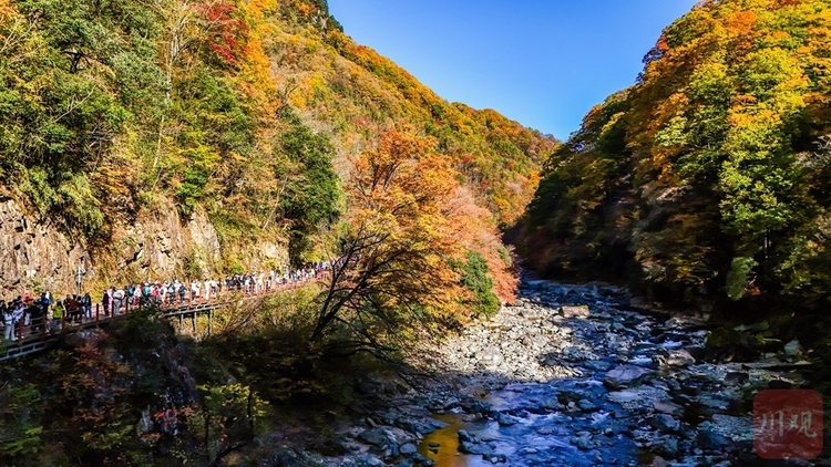 巴中光雾山：漫山红叶醉游人