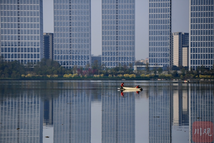 四川成都：怡心湖“美容师” 守护碧水清波成“风景”