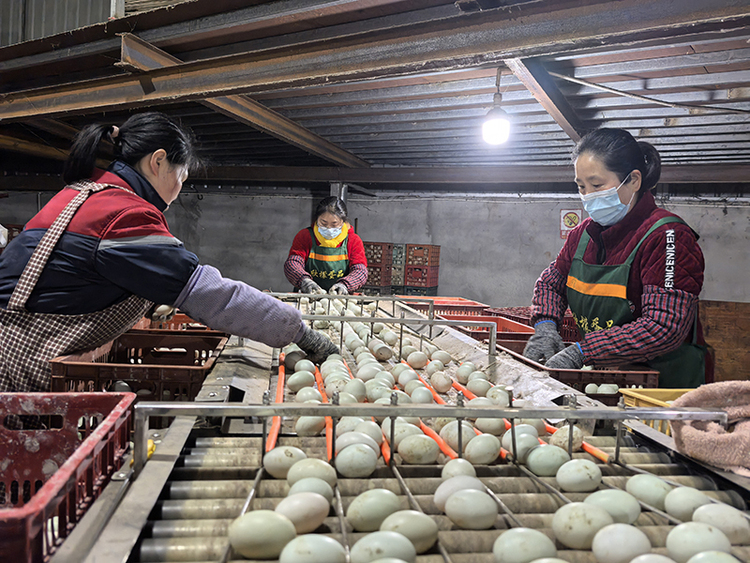 图片默认标题_fororder_欣檬蛋品包装厂内，工人们正在挑拣鸭蛋-摄影-贺云