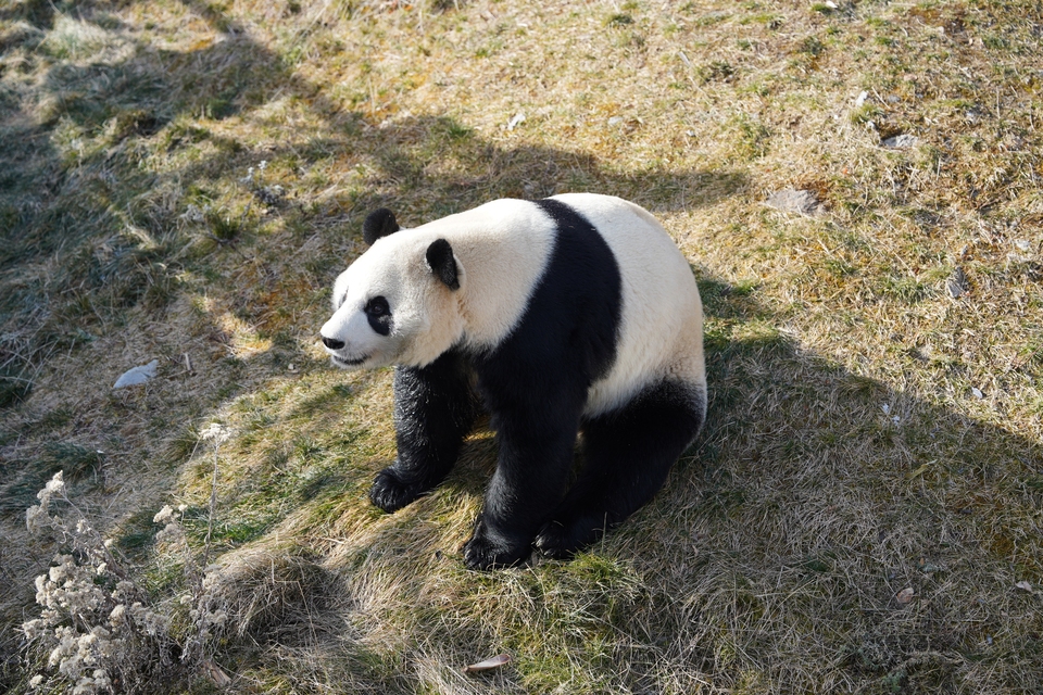 Captured Moments of Love in Aba: Jiawuhai Panda Park Scenic Area