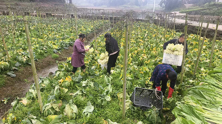 图片默认标题_fororder_菜农在田间忙碌采收蔬菜-供图-珙县县委宣传部