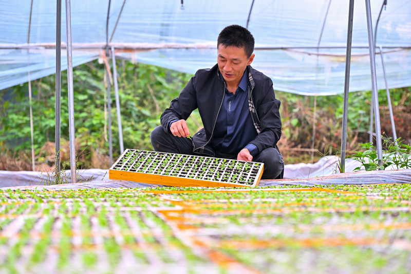 Sichuan Renshou: Busy with Autumn and Winter Vegetable Seedling Cultivation