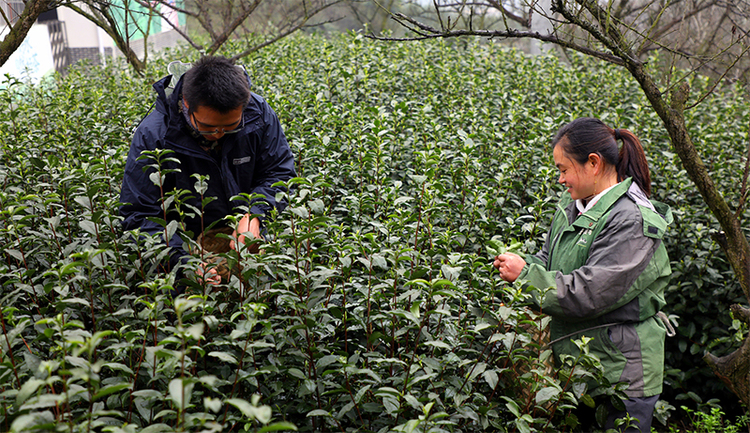 图片默认标题_fororder_茶农们正在采茶-供图-筠连县融媒体中心