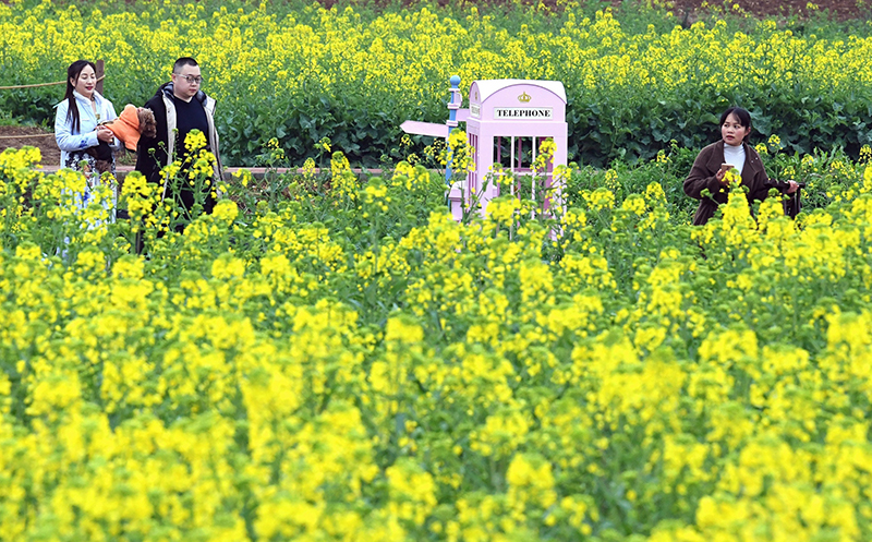 图片默认标题_fororder_市民游客欣赏油菜花-供图-金堂县委宣传部