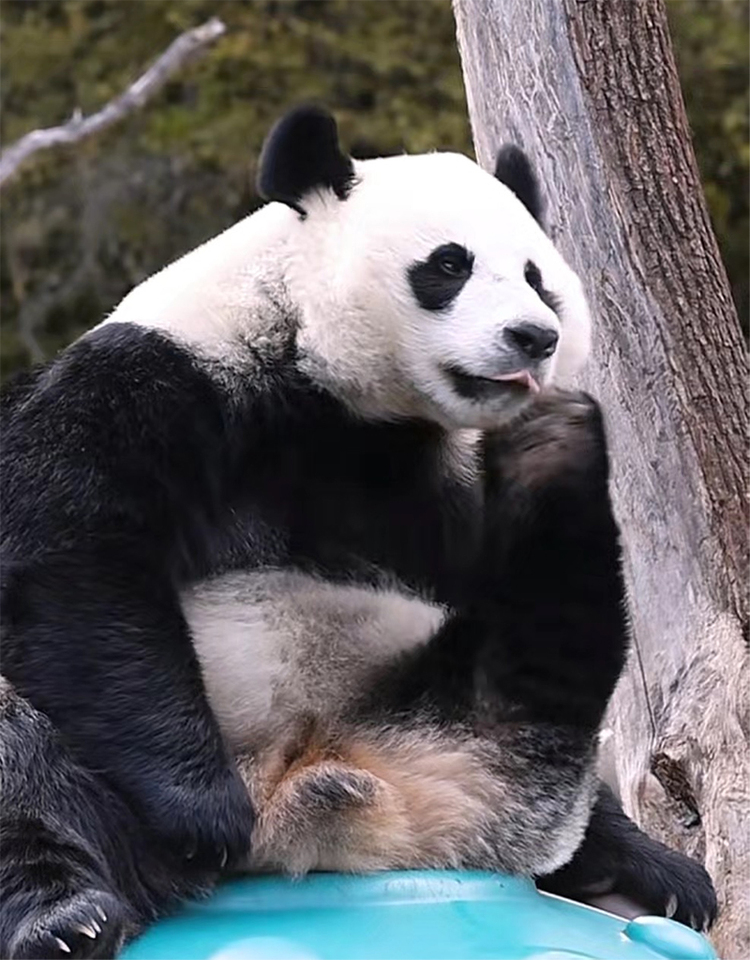 Visita a Jiuzhaigou | ¿A dónde vamos para vacaciones de Día de Independencia? Jale, a investigar el Parque Natural de Jiuzhaigou