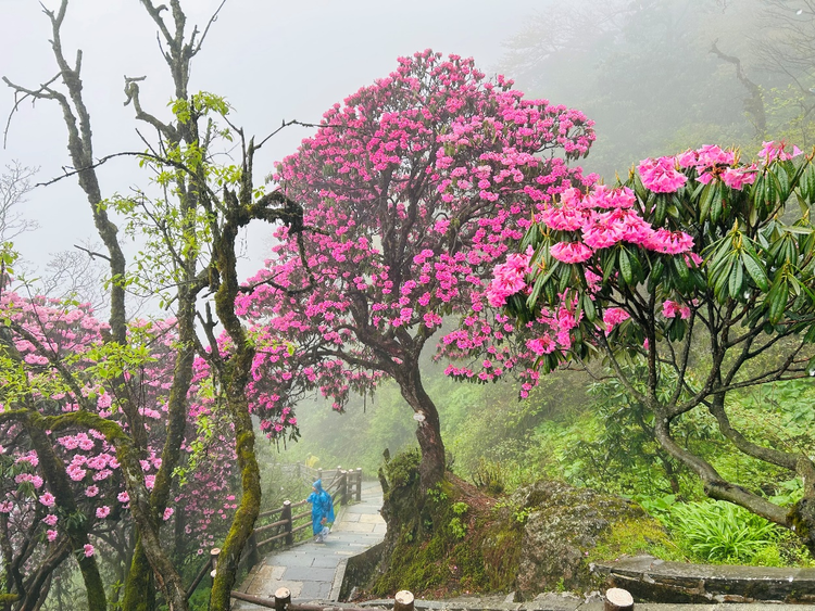 花绽峨眉 首届峨眉山中国传统插花艺术作品展吸引大批游客云集打卡