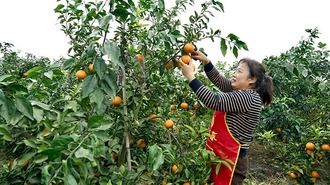 绵竹：“爱媛”丰收挂满枝 致富路上香满园