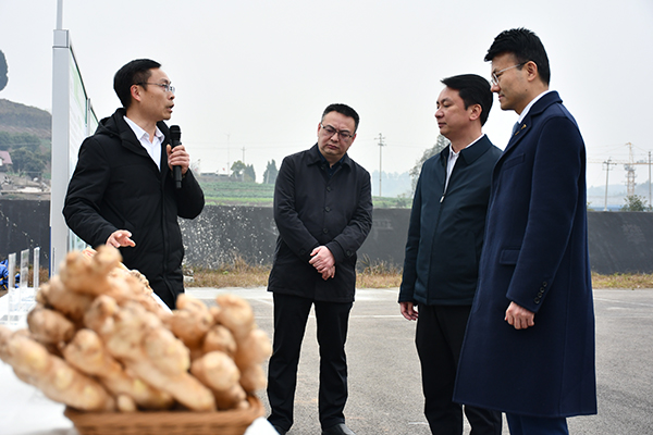 资中生姜正式发车进入欧洲市场