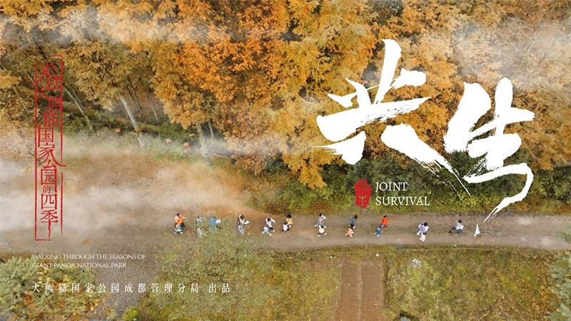 Promotional Film Joint Survival for the Giant Panda National Park Chengdu Section Officially Released_fororder_宣传片《共生》剧照海报3