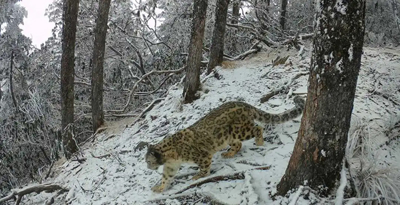 "Intelligent" Protection of the National Treasure: Ecological Conservation and Technological Advancements in the Chengdu Section of Giant Panda National Park_fororder_雪豹-供图-大熊猫国家公园成都管理分局