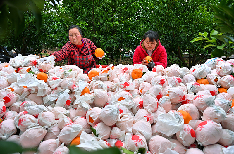 图片默认标题_fororder_果农正在分选柑橘-供图-仁寿县委宣传部