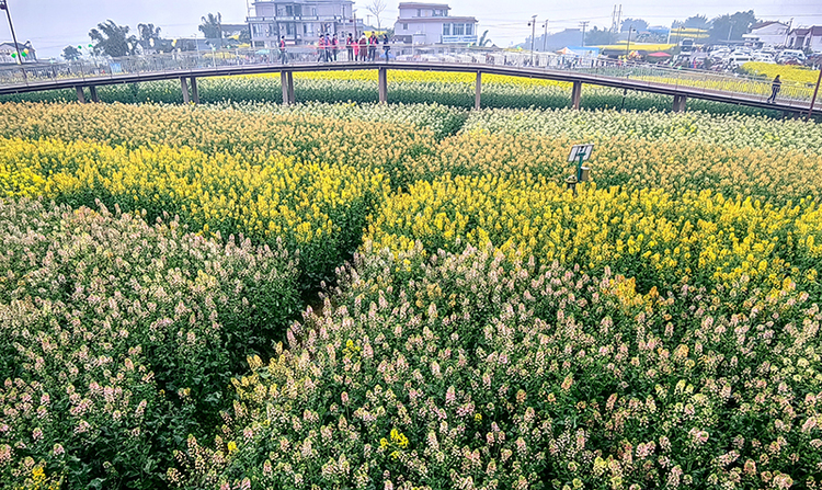 共庆和美乡村文化节 宜宾南溪区仙临镇油菜花田旅游季欢快启幕_fororder_盛开的油菜花-摄影-胡丽