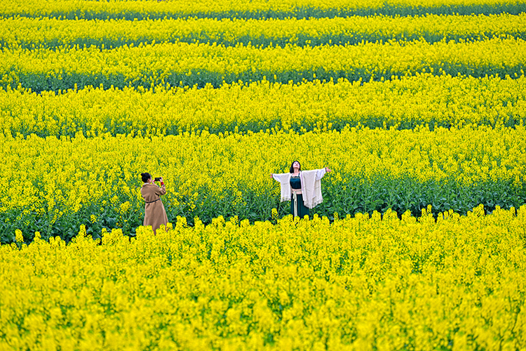 眉山仁寿：油菜花开  扮靓乡村_fororder_图7