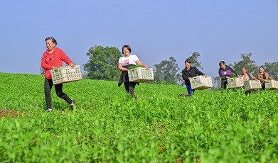 眉山仁寿：小小豌豆尖成增收大产业