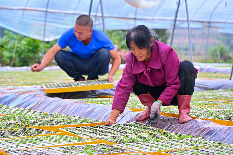 Sichuan Renshou: Busy with Autumn and Winter Vegetable Seedling Cultivation