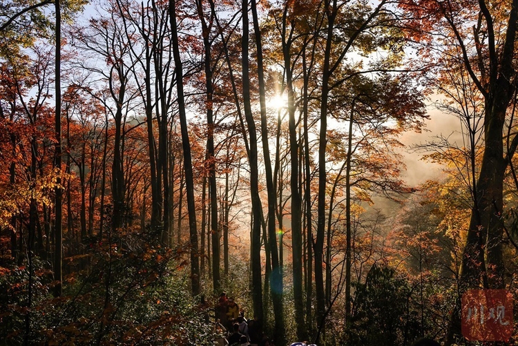 巴中光雾山：漫山红叶醉游人