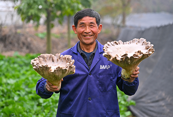 眉山仁寿：灵芝菇新鲜上市