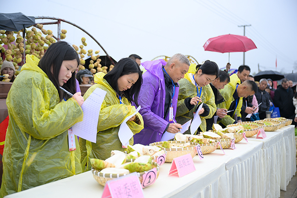 自贡市贡井区第四届大头菜丰收节活动顺利举行